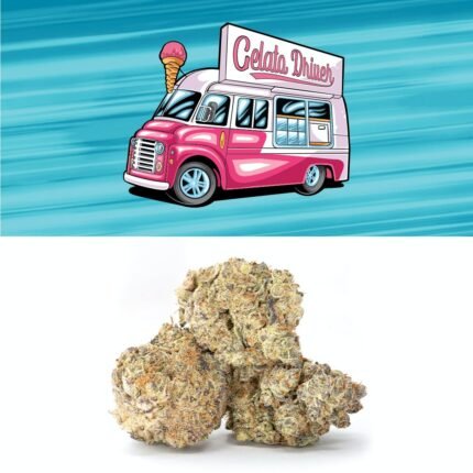 Gelato Driver Strain